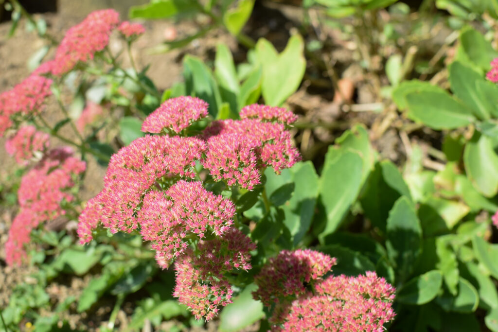 sedum in the garden