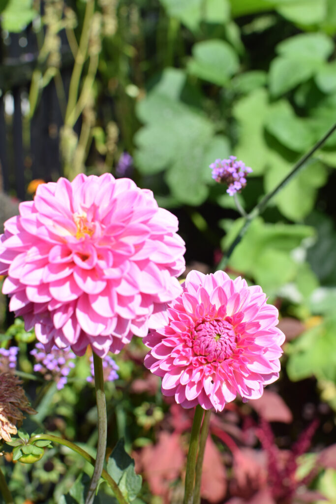 pink Dahilas in the garden