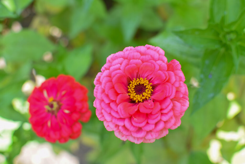 binary Giant zinnia