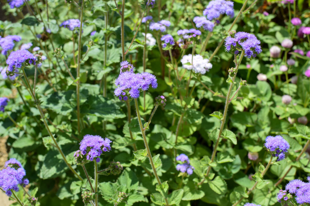 ageratum in the garden