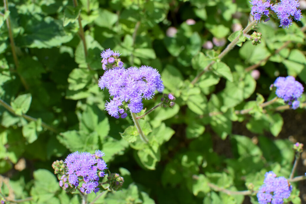 ageratum in the garden