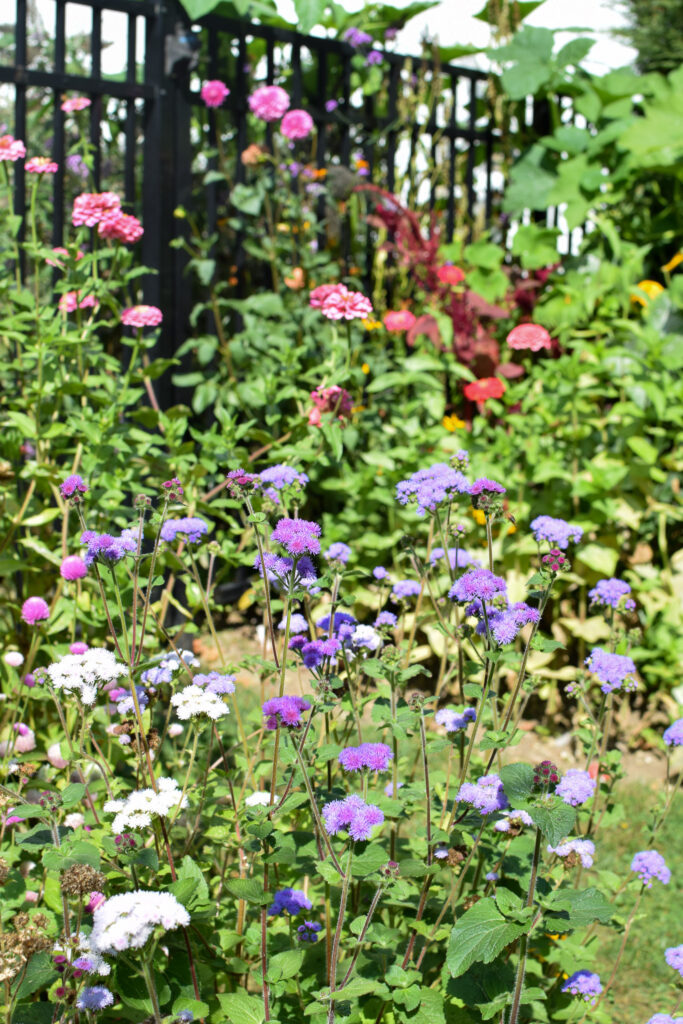 ageratum flower plants in the garden 