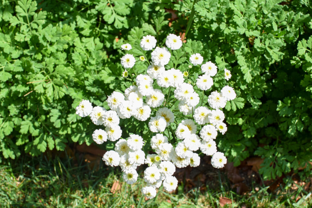 September flowers feverfew