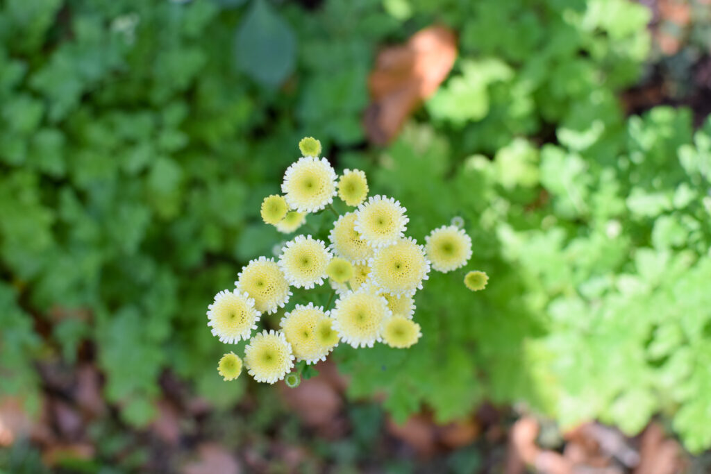 feverfew in the garden