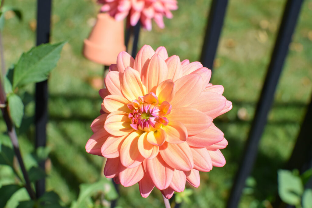 dahlia flowers in the garden in September