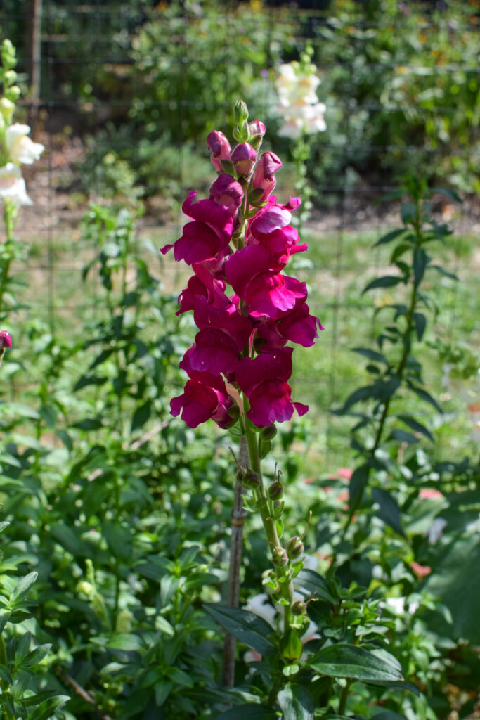 Snapdragons