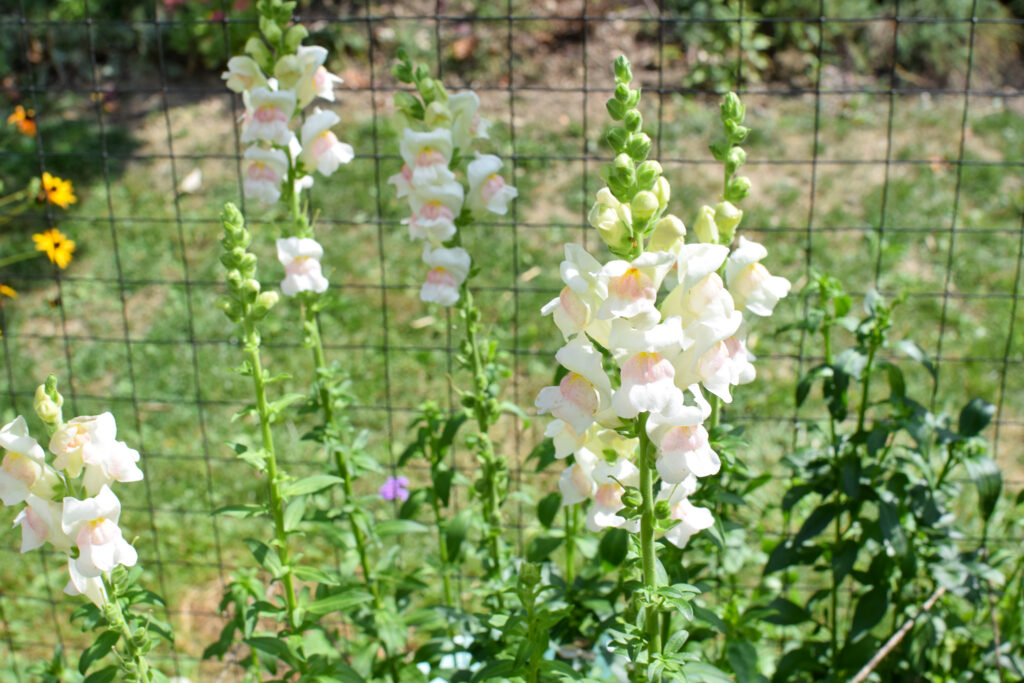 snapdragons in the September flowers