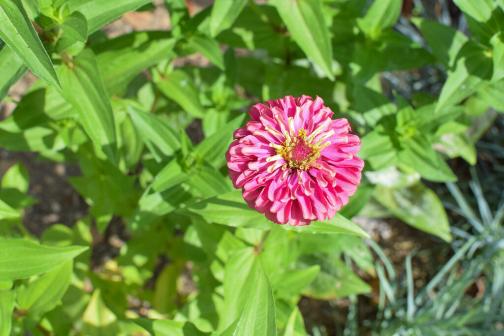 queen red lime zinnia