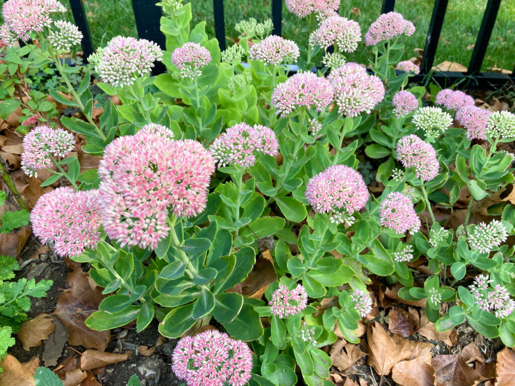 sedum in the garden