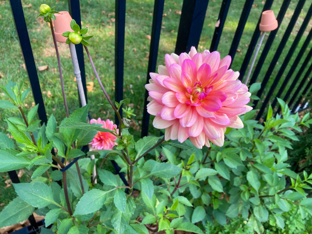 pink dahlia in the garden in September flowers